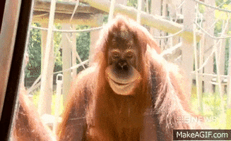orangutan GIF