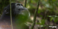 bbc one monkey GIF by BBC