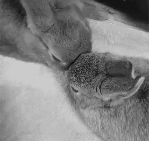 pixelkiller giphygifmaker bunny reunion GIF