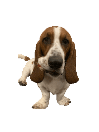 magicplustravel basset rescuedog bassethound Sticker