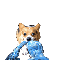 Corgi Milo Sticker