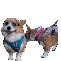 Corgi Milo Sticker