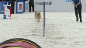 Espn Dogs GIF by American Kennel Club