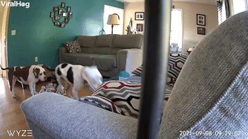 Rambunctious Dog Wreaks Havoc on Living Room Furni
