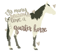 Mare Quarterhorse Sticker by Molly Virginia Morris Photography
