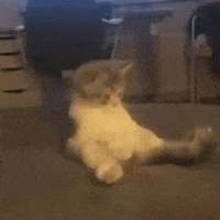 Baby Cat GIF