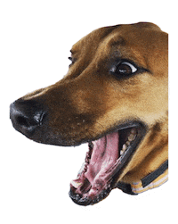 Gifsforgood Sticker by Red Beard