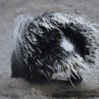 Dirt Throwing GIF by John Ball Zoo