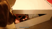 decorate merry christmas GIF