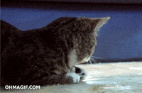kat nip GIF