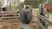 the incredible dr pol season 12 episode 6 GIF by Nat Geo Wild 