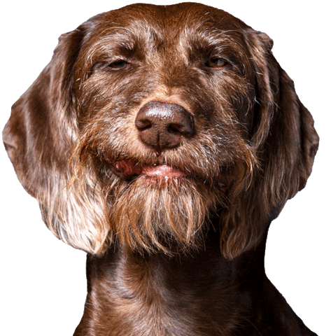 helgaaamanufaktur happy dog wink happydog Sticker