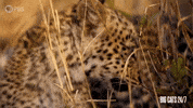 Season 2 Cute Animals GIF by PBS