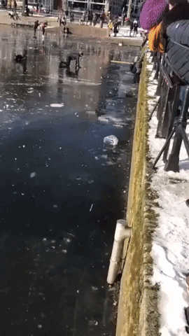 Skaters Pulled From Lake After Ice Collapses in The Hague