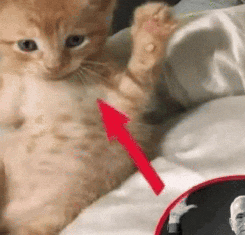 Cat Cinema GIF