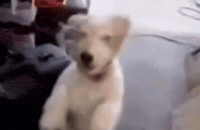 Gog GIF