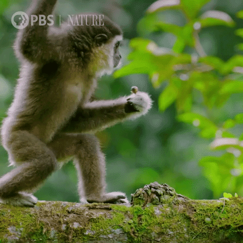 Pbs Nature Monkey GIF by Nature on PBS