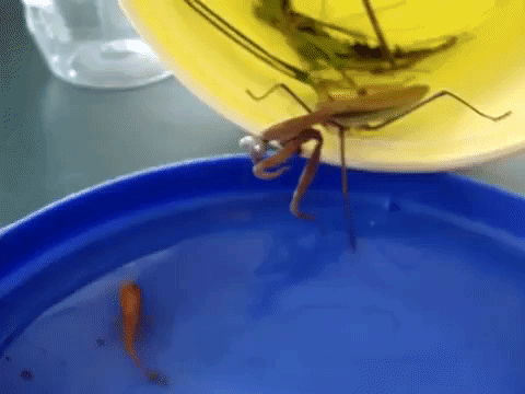 praying mantis hunting fish GIF