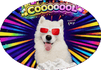 Vet Wow Sticker