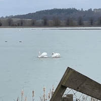 Swans Spinning in Unison