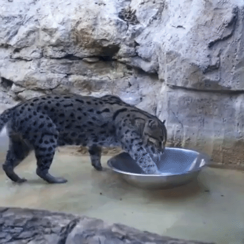 Wildcat Faces Off With Bowl in Adorable Struggle at San Antonio Zoo