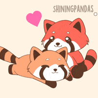 Red Panda Love GIF