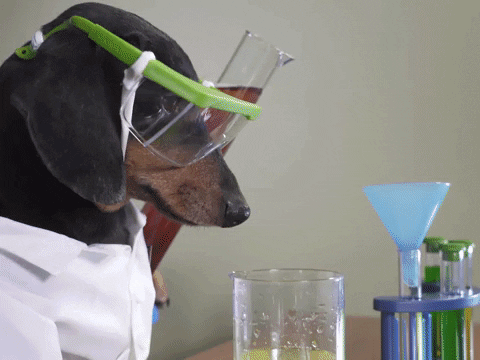 Crusoegifs giphyupload science chemistry dachshund GIF