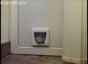 cat fail GIF