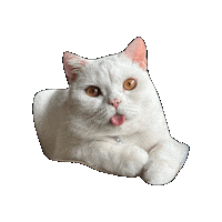 purrcivalcat lyle purrcival cat purrcival lyle from work Sticker