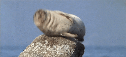 Seal Hiccup GIF