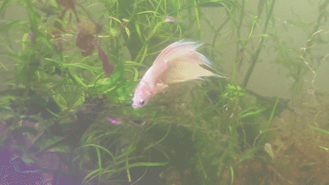 Patrick_Healy giphyupload GIF