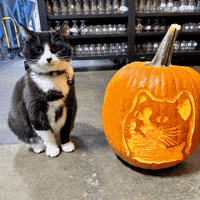 Cat Pumpkin GIF by Los Angeles Ale Works