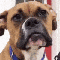 Cringe Scary Dog GIF by Respective