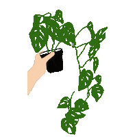 Plants Monstera Sticker