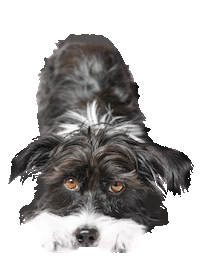 dog pet Sticker by Tales&Tails