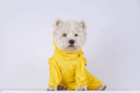 rimakasnauskyt giphygifmaker dogsofinstagram raincoat westie GIF