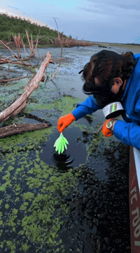 Red Flag Water GIF