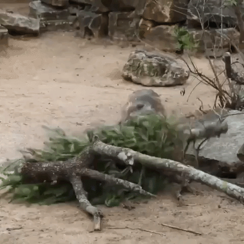 Warthog Demolishes Tree During Christmas Party