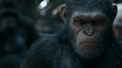 review GIF by War for the Planet of the Apes