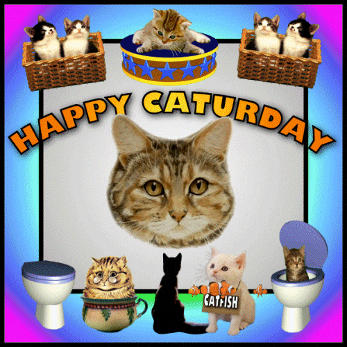 Black Cat Saturday GIF