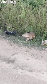 Monkey Rides on Piglet's Back 