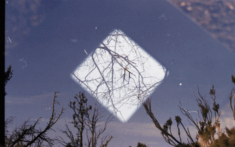 Tree Mirror GIF by Blanca Viñas