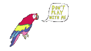 parrot don&#39;t play with me Sticker by Cuco