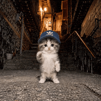 Dance Cat GIF