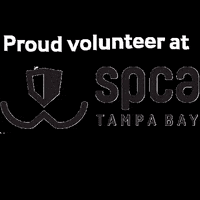 spcatampabay spca spcatampabay spca tampa bay spca largo GIF