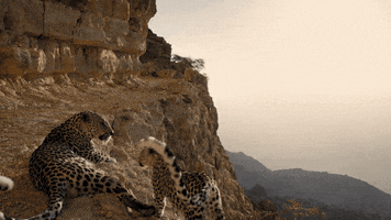 netflix kiss GIF by Our Planet