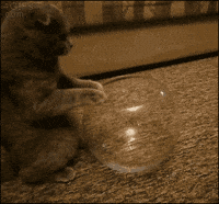 cat GIF