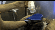 Dogs Stripping GIF by Artero Professional Line