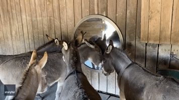 'Diva' Donkeys Gather Round Mirror at Ohio Sanctuary