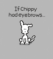 Dogs Eyebrows GIF by Chippy the Dog